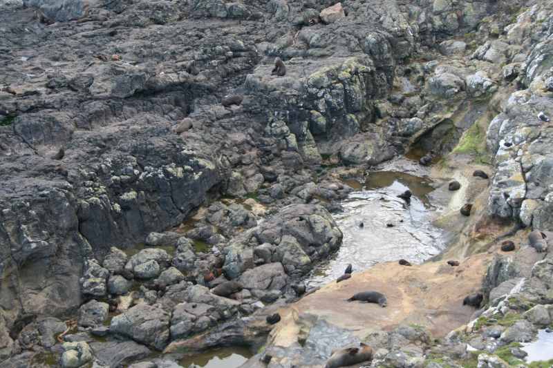 Nieuw-Zeeland 2011 - 1980